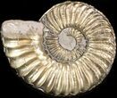 Pyritized Pleuroceras Ammonite - Germany #42718-1
